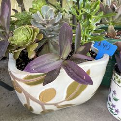 Large Beautiful Succulent Planter