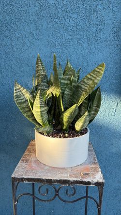 Snake Plant in White Ceramic Pot