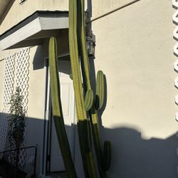 San Pedro Cactus 