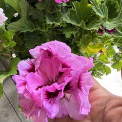 Martha Washington Geranios Or Regal Pelargonium