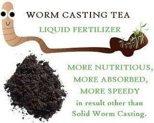Worm Casting Tea