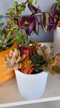 Succulents With Pot perfect for mother's day gift