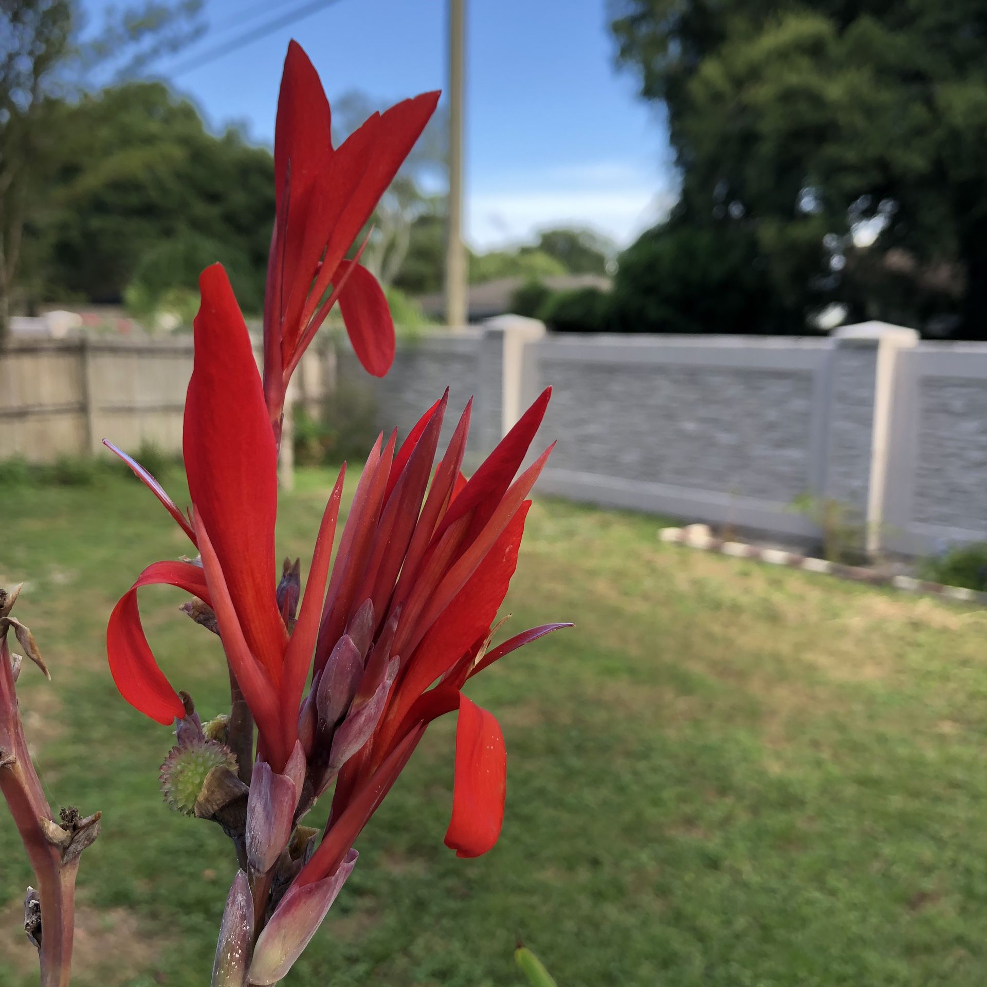 RED Canna plants ...