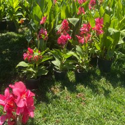Plantas De Flores