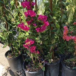 Bougainvillea