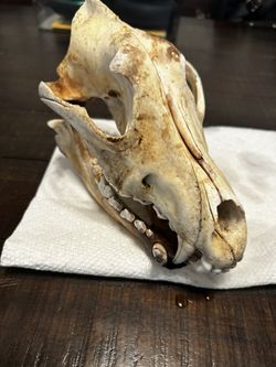 Wolf Skull
