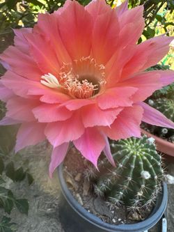 Cactus