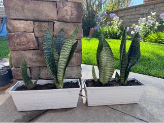 Selling as a set. Snake plants