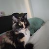Alba