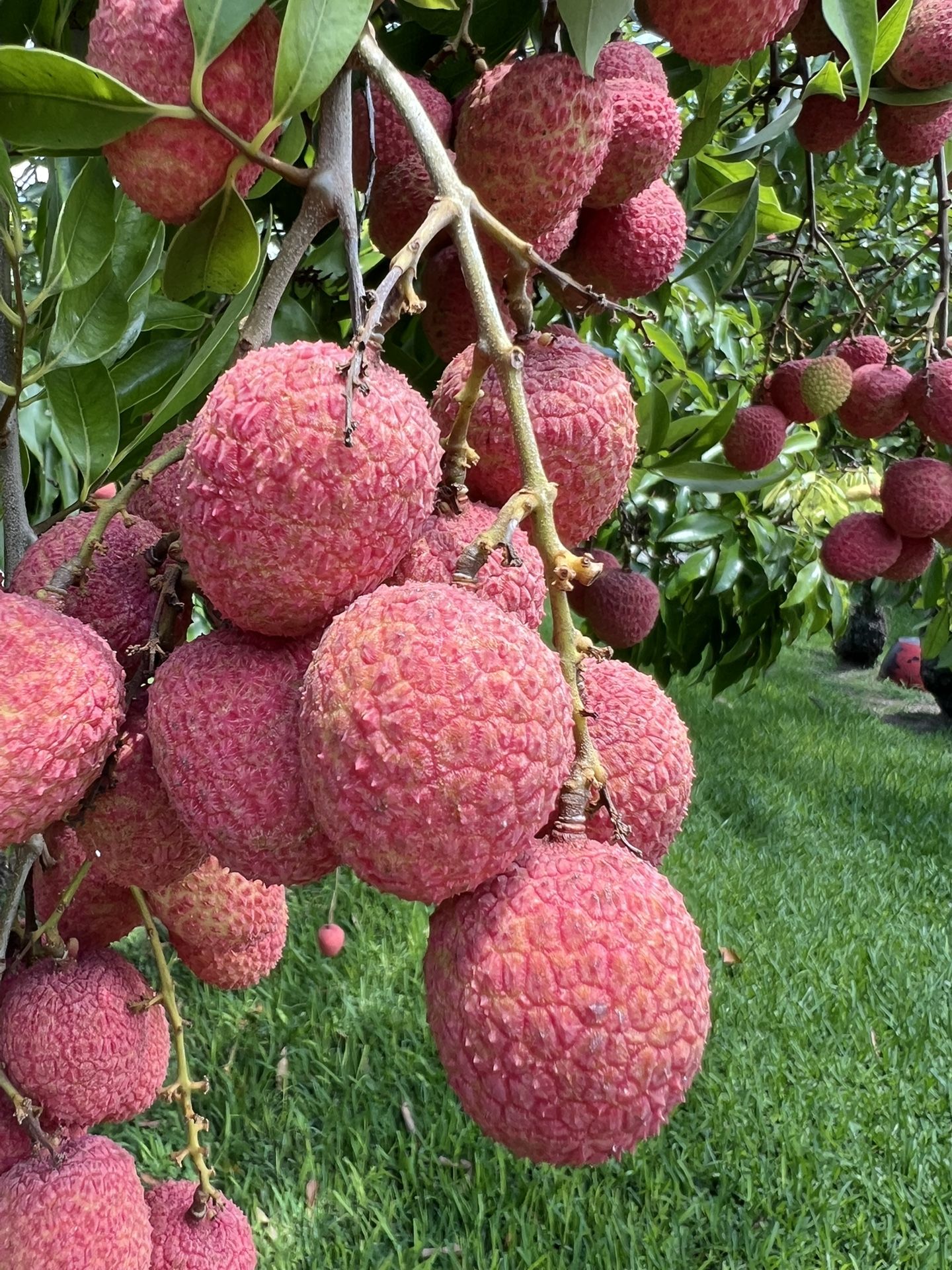 Fresh Sweet Lychees For Sale!