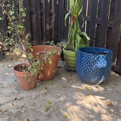 Free - Mix Of Ceramic And Plastic Pots