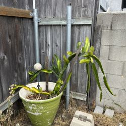 Free Succulents/ Cacti