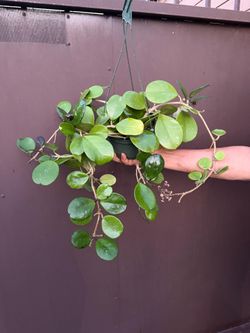 6” hoya obovata