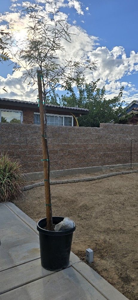 Mesquite Tree. https://offerup.com/redirect/?o=MTUuZ2w=