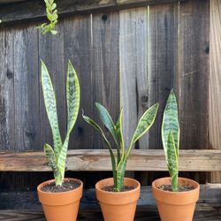Indoor Mother-in-Law Or Snake Plant