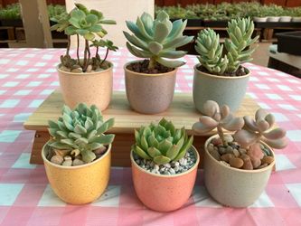 6-piece-ceramic-flower-pot-set