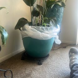 Banana Tree House Plant