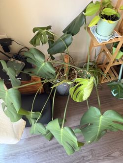 Large Monstera Deliciosa - Big Floor Plant