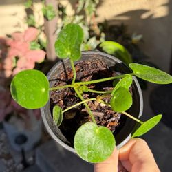 Chinese money plant 4” pot