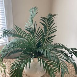 Decorative palm plant 