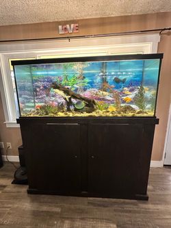 Big Fish Tank