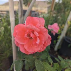 $20 Each Arizonagrown Non Green House Roses