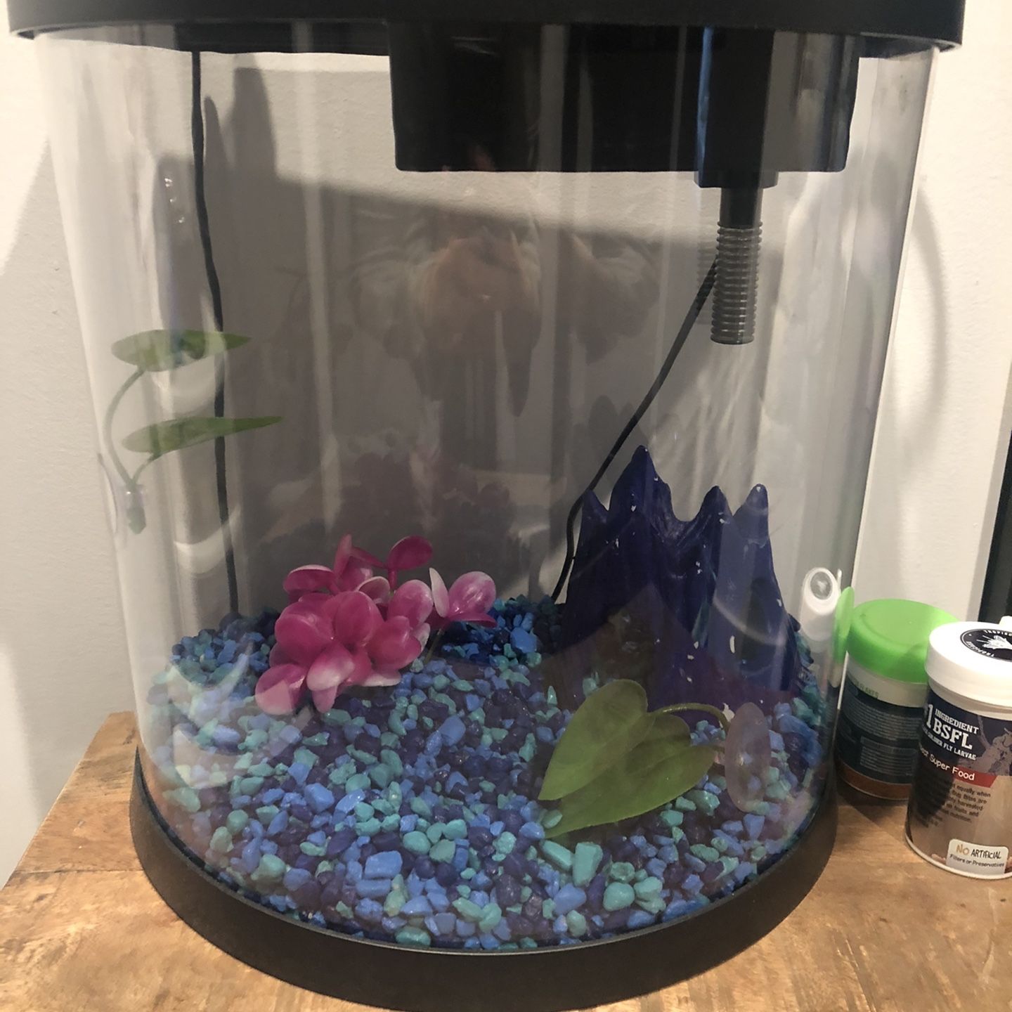 Fully Set Up 3.5 Gallon Fish Tank + Gravel, Decor, Food, and Net