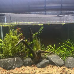 10 Gallon Rimless Planted Fish Tank Aquarium 