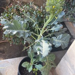Broccoli Ready To Harvest