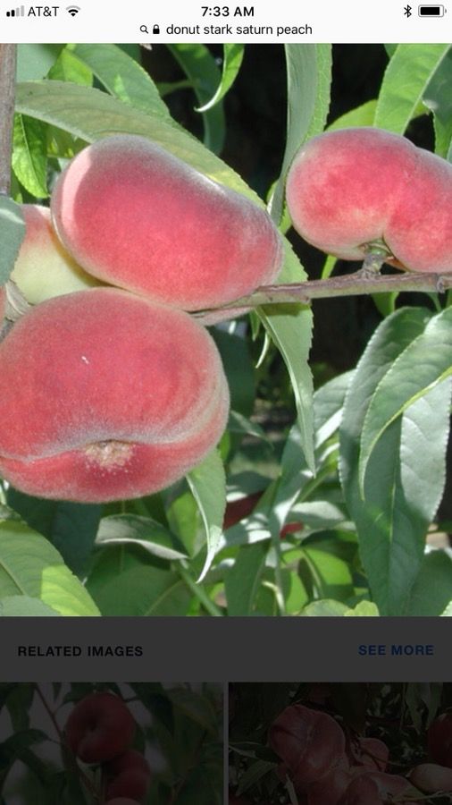 Organic 5 Gallon Donut Peach Trees for Sale in Vernon, CA OfferUp