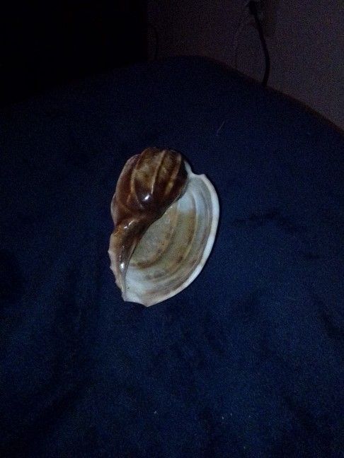 Shell 3×2 inches