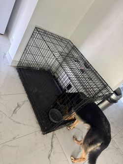 Big Dog Cage. KONG