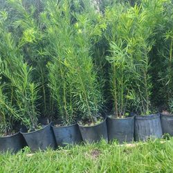 Beautiful Podocarpus Plants For Privacy!!! About 4 Feet Tall!!! Fertilized 