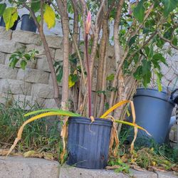 Pink Naked Lady Plant Large Pot 