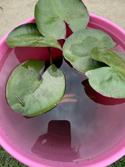 Yellow Water Lily - $20