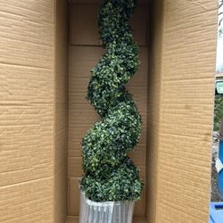 Faux spiral Boxwood