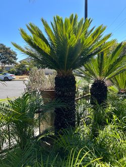 Sago Palm cycas revoluta