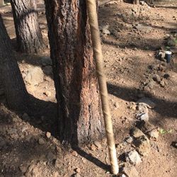 5’ 6” Rainstick