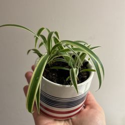 Spider Plant + Pot