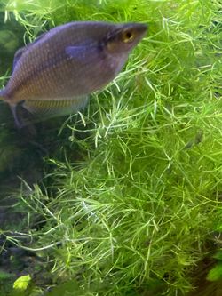 Guppy grass freshwater plant aquarium