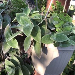 Plant