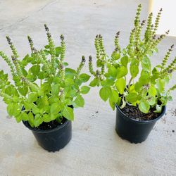 Holi Basil 