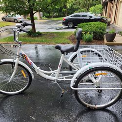 Adult Tricycle
