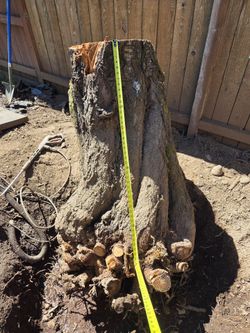 Tree stump pending
