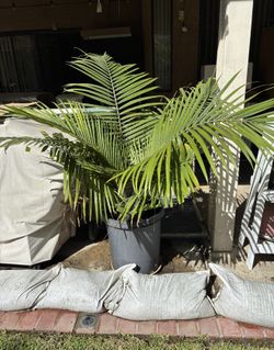 Potted Palm