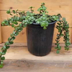 Elephant Bush – (Portulacaria afra) 1 Gallon Pot $6