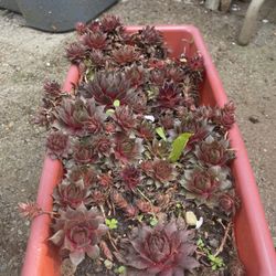 Succulents 