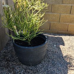 Roughly 3ft X 2ft Fire Stick Plant, Different Pot Included*