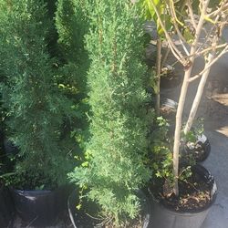 Italiano Cypress Pines 3gallon 3ft Tall 