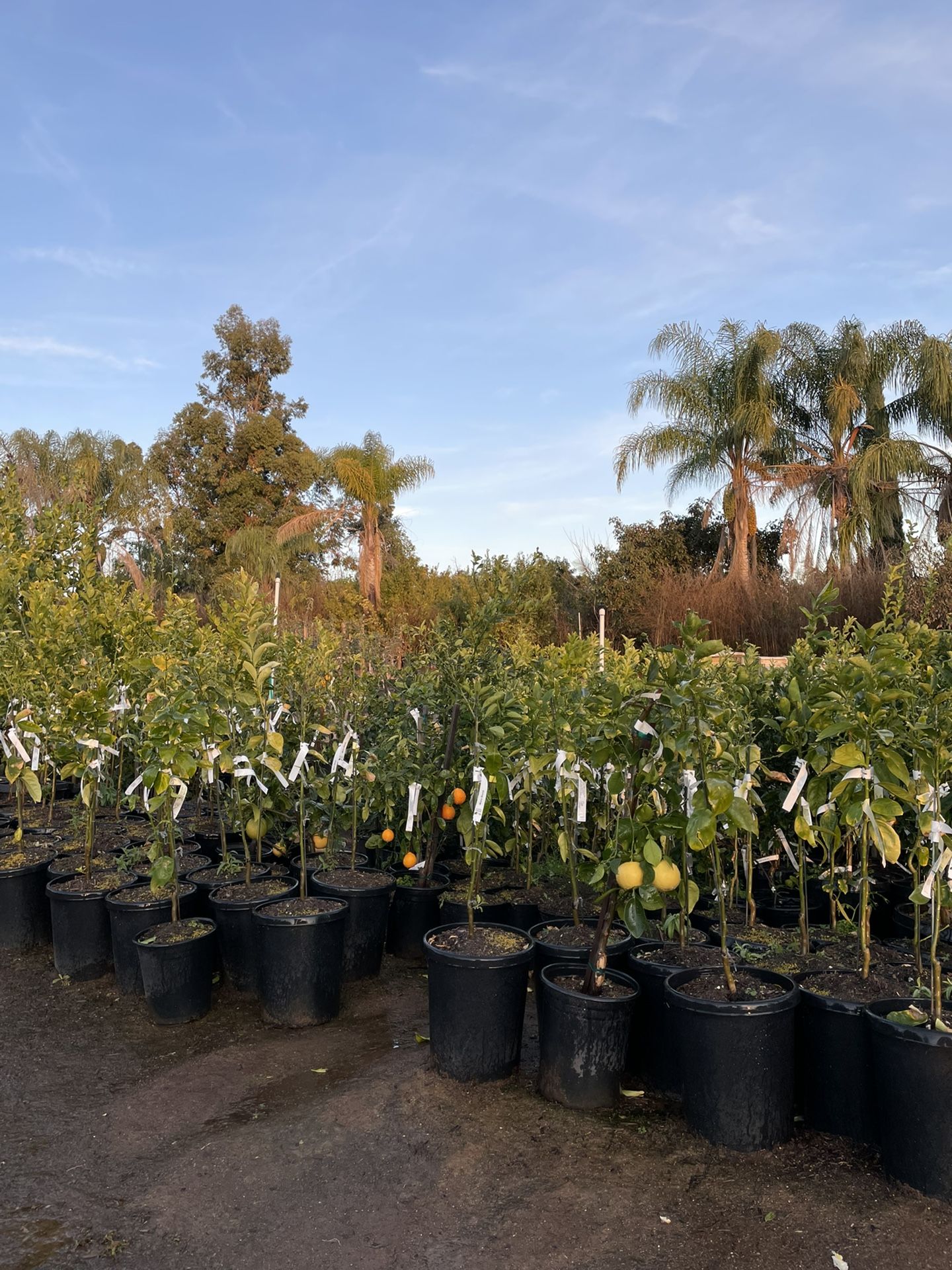 Citrus Trees- 5 Gallon Size- Orange Trees- Lemon Trees- Lime Trees